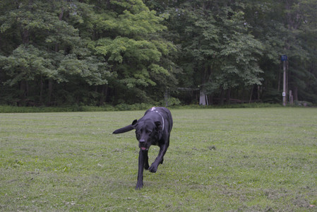 20250618_Dog park__DSC0505_.jpg