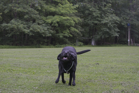 20250618_Dog park__DSC0506_.jpg