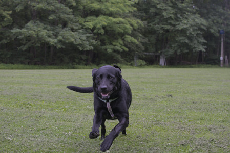 20250618_Dog park__DSC0507_.jpg