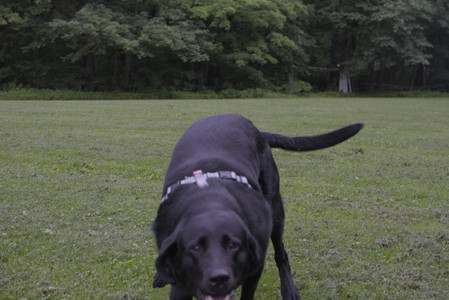 20250618_Dog park__DSC0508_.jpg