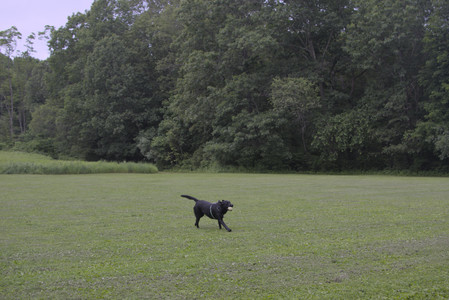 20250618_Dog park__DSC0509_.jpg