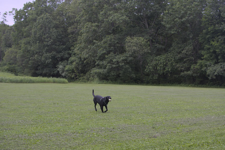 20250618_Dog park__DSC0510_.jpg