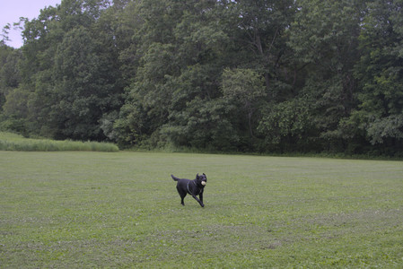 20250618_Dog park__DSC0511_.jpg