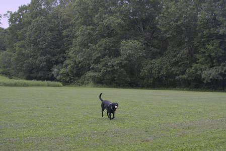20250618_Dog park__DSC0512_.jpg