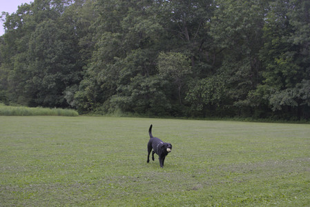 20250618_Dog park__DSC0513_.jpg