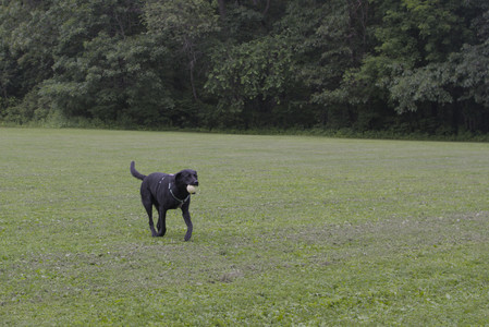 20250618_Dog park__DSC0514_.jpg