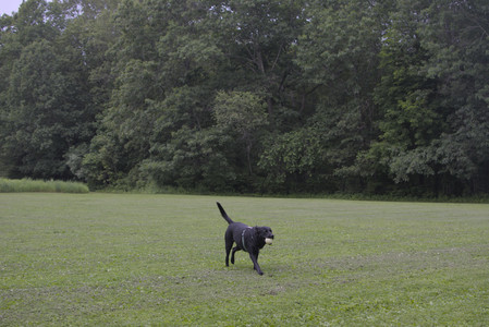 20250618_Dog park__DSC0515_.jpg