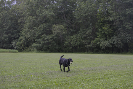 20250618_Dog park__DSC0516_.jpg