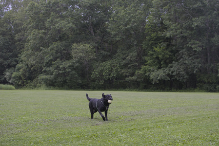 20250618_Dog park__DSC0517_.jpg