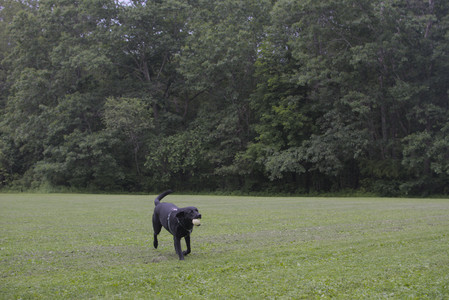 20250618_Dog park__DSC0518_.jpg