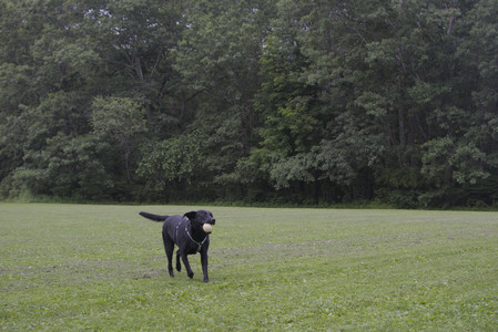 20250618_Dog park__DSC0519_.jpg