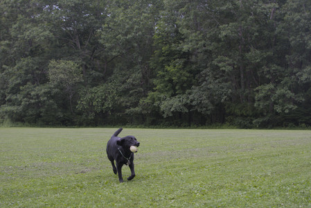 20250618_Dog park__DSC0520_.jpg