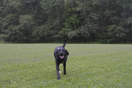 20250618_Dog park__DSC0521_.jpg
