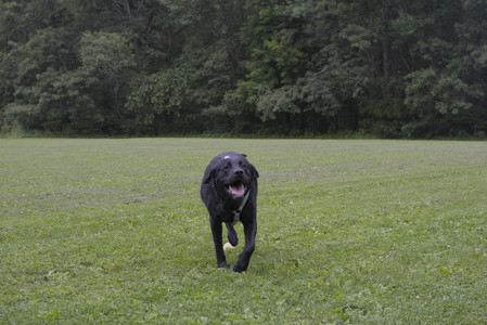 20250618_Dog park__DSC0522_.jpg