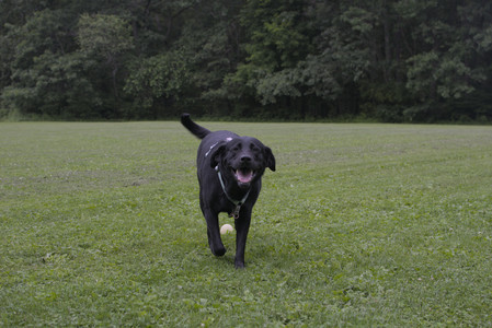 20250618_Dog park__DSC0523_.jpg