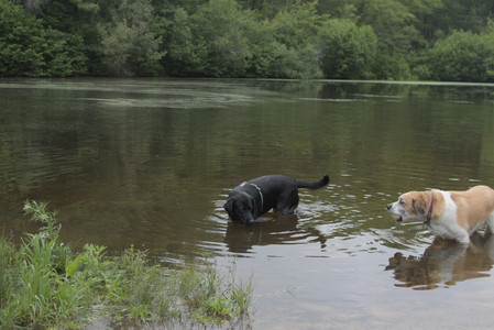 20250618_Dog park__DSC0525_.jpg