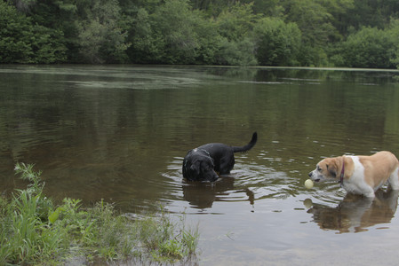 20250618_Dog park__DSC0526_.jpg
