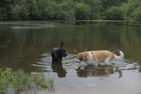 20250618_Dog park__DSC0528_.jpg