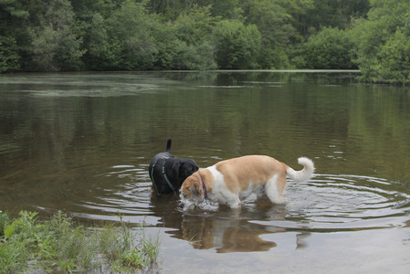 20250618_Dog park__DSC0529_.jpg