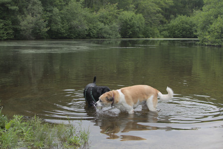 20250618_Dog park__DSC0530_.jpg