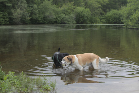 20250618_Dog park__DSC0531_.jpg