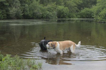 20250618_Dog park__DSC0532_.jpg