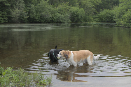 20250618_Dog park__DSC0533_.jpg
