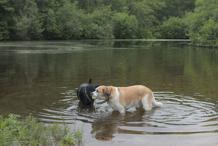 20250618_Dog park__DSC0534_.jpg