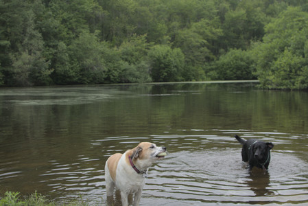 20250618_Dog park__DSC0535_.jpg