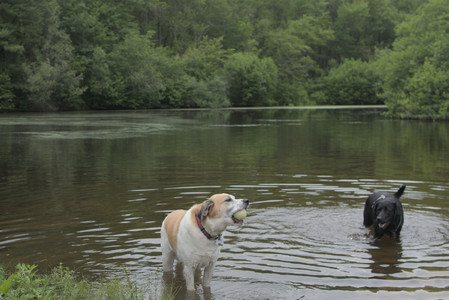 20250618_Dog park__DSC0536_.jpg