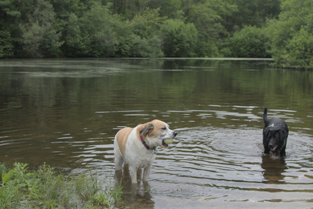 20250618_Dog park__DSC0537_.jpg