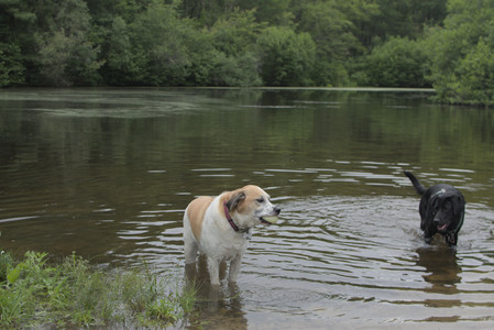 20250618_Dog park__DSC0538_.jpg