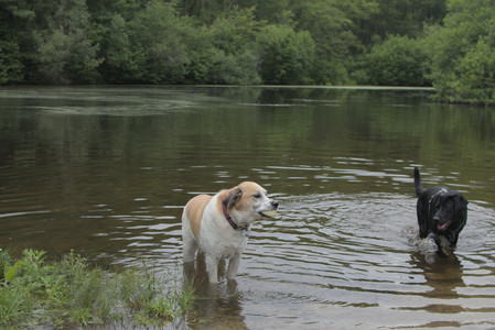 20250618_Dog park__DSC0539_.jpg