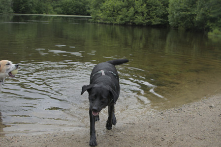 20250618_Dog park__DSC0542_.jpg