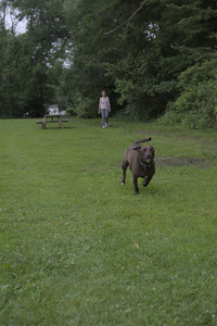 20250618_Dog park__DSC0546_.jpg