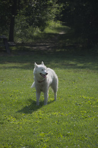 20250620_Dog park__DSC0001_.jpg