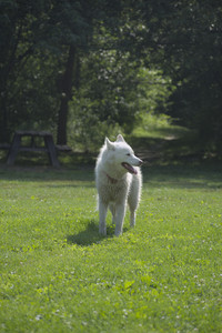 20250620_Dog park__DSC0003_.jpg