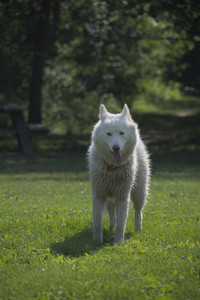 20250620_Dog park__DSC0007_.jpg