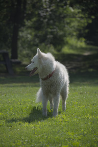 20250620_Dog park__DSC0008_.jpg