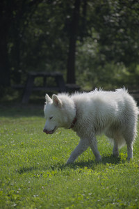 20250620_Dog park__DSC0010_.jpg