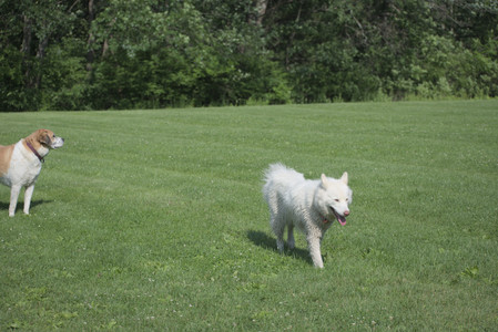 20250620_Dog park__DSC0013_.jpg