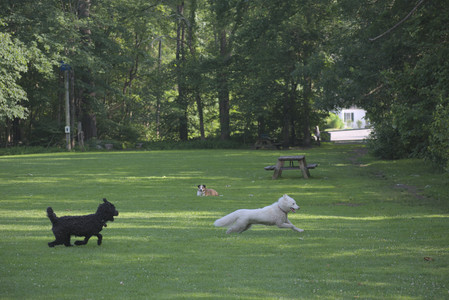 20250620_Dog park__DSC0015_.jpg