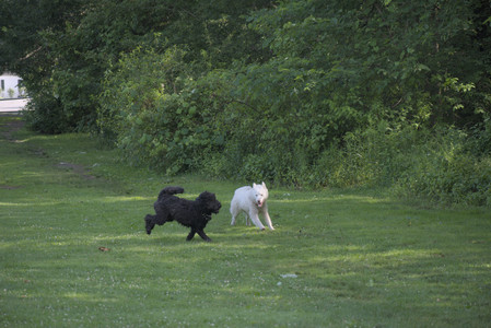 20250620_Dog park__DSC0020_.jpg