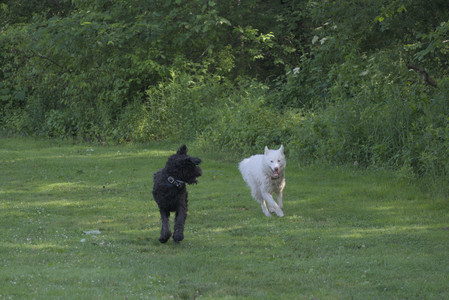 20250620_Dog park__DSC0023_.jpg