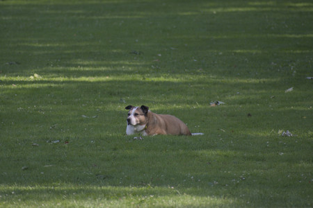 20250620_Dog park__DSC0033_.jpg