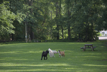20250620_Dog park__DSC0047_.jpg