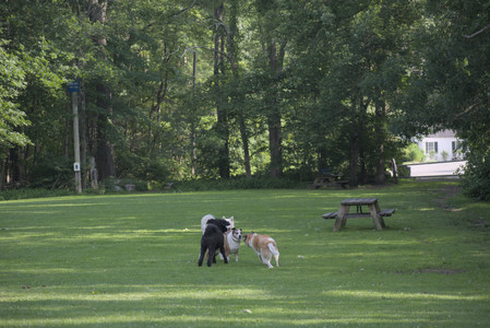 20250620_Dog park__DSC0052_.jpg