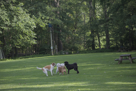 20250620_Dog park__DSC0073_.jpg