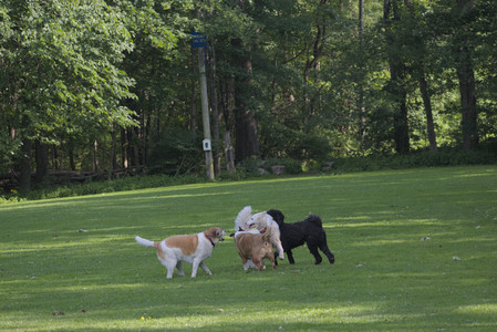 20250620_Dog park__DSC0074_.jpg