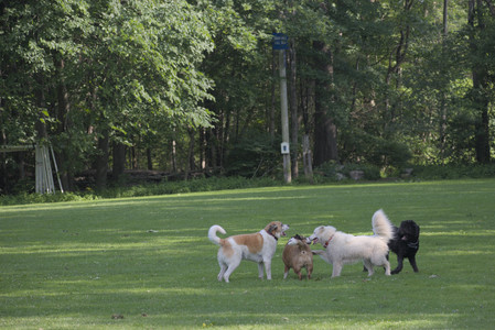 20250620_Dog park__DSC0080_.jpg